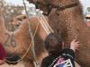 web_980_PattingCamel.Tara-Festival