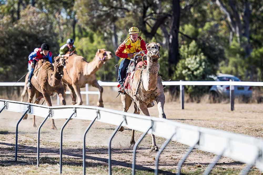 Camel Racing Saturday - Tara Festival of Culture & Camel Races