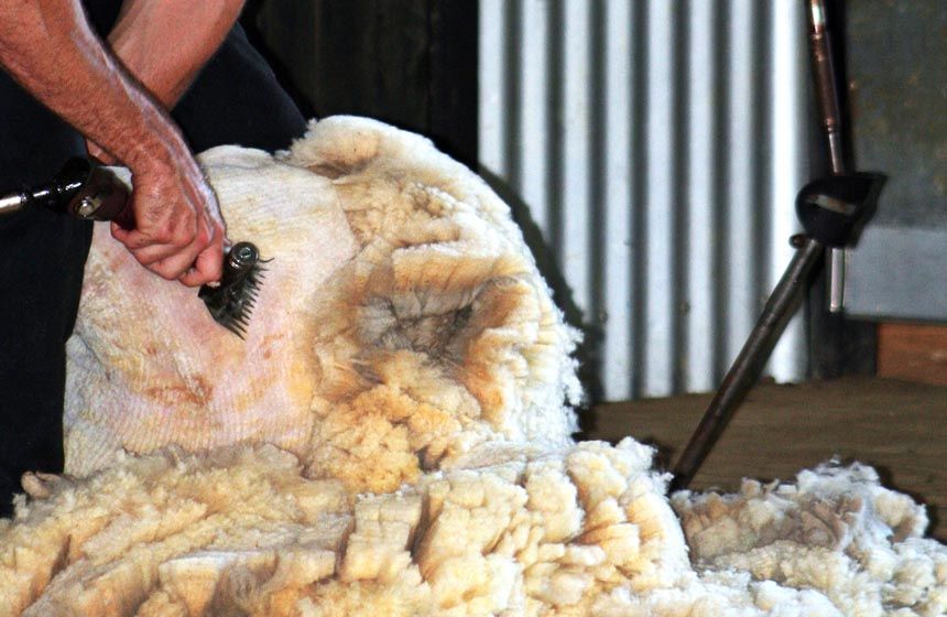 shearing sheep -860x560