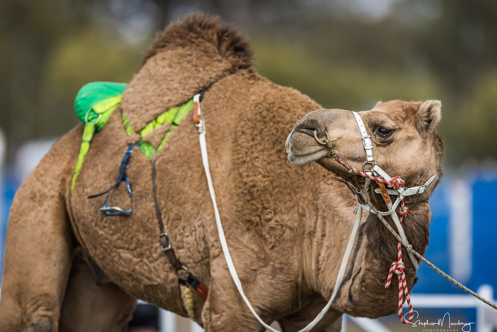 Johnny Richardson's camel 'Blinx'